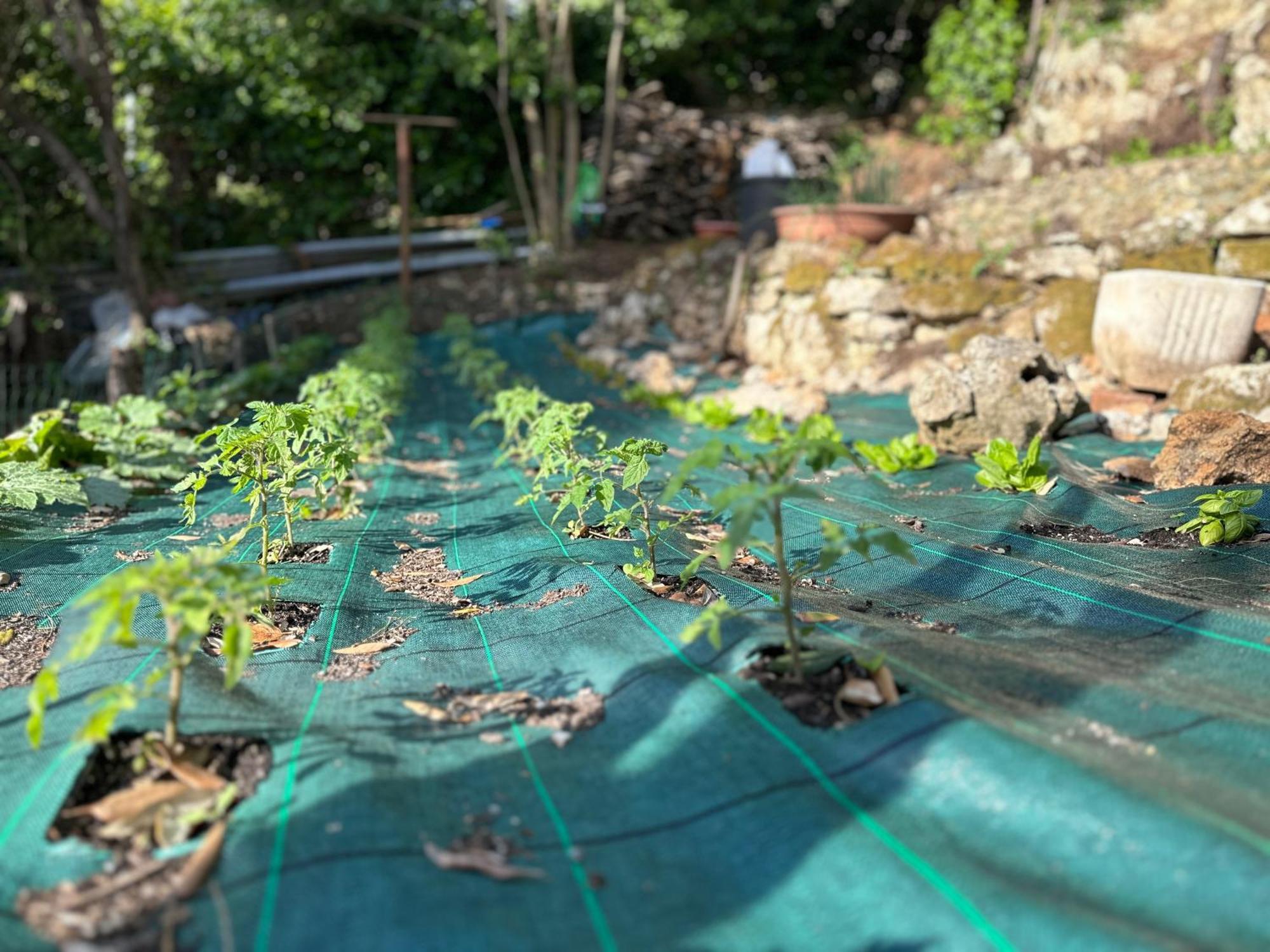 Villa Degli Ulivi 마사마리티마 외부 사진